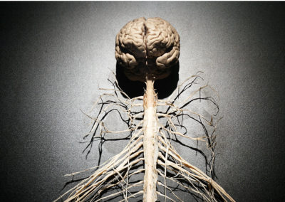 Neurodynamique et syndromes canalaires : clinique et mise à jour scientifique